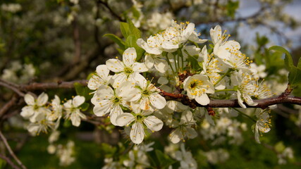 A beautiful branch of a flowering tree. White spring flowers