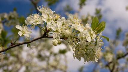 A beautiful branch of a flowering tree. White spring flowers