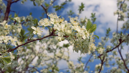 A beautiful branch of a flowering tree. White spring flowers