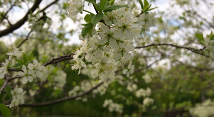 A beautiful branch of a flowering tree. White spring flowers