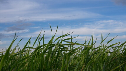 Obraz premium Green grass, young wheat greens against a blue sky background
