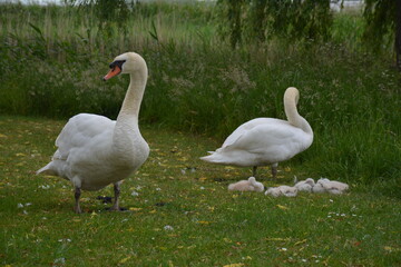 Swan with babies