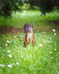 Squirrel with daisisies