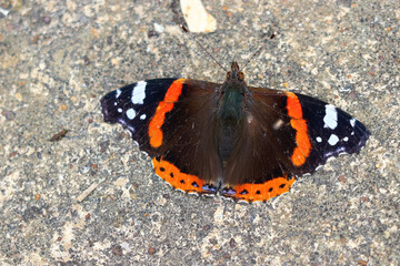 Fototapeta na wymiar Red admiral butterfly (Vanessa atalanta} resting on the driveway, a beautiful closeup of the butterfly on the ground.