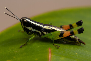 grasshopper on a leaf