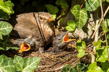 bird's nest with offspring in early summer (Turdus merula). Starling. Feeds the chicks. The blackbird  is a bird living throughout Europe. - obrazy, fototapety, plakaty