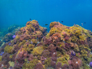 coral reef