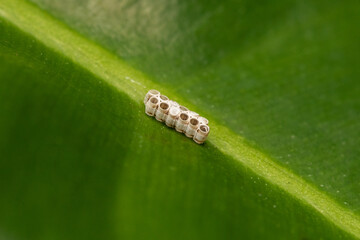 Insect eggs on a leaf