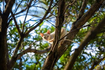 kitten on a tree