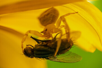 spider with it's prey on yellow flower