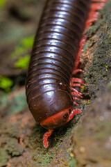 macro shot of centipede eye