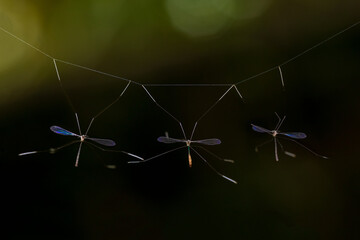 macro shot of crane flies
