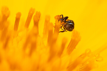 macro shot of bee on yellow flower