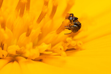 macro shot of bee on yellow flower - Powered by Adobe
