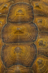 background close up of a turtle shell	
