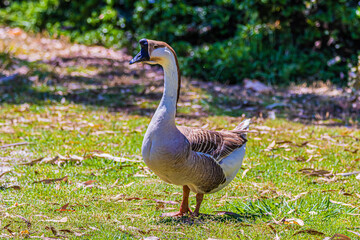 grey goose on the meadow