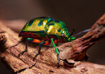 jewel beetle on a tree branch