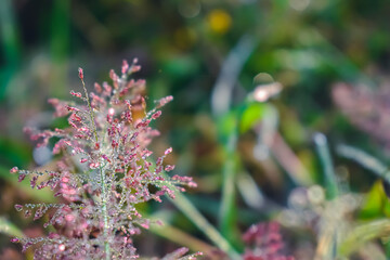 Isachne is a widespread genus of tropical and subtropical plants in the grass family, found in Asia, Africa, Australia, the Americas, and various oceanic islands.