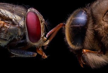 close up of a fly and a bee