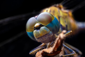 close up of a dragonfly