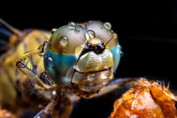 dragonfly close up