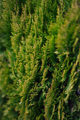 Green leaves, natural background, green wild leaves in park