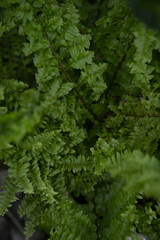 Green leaves, natural background, green wild leaves in park