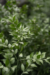 Fototapeta premium Green leaves, natural background, green wild leaves in park