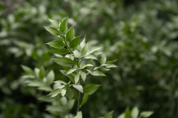 Green leaves, natural background, green wild leaves in park