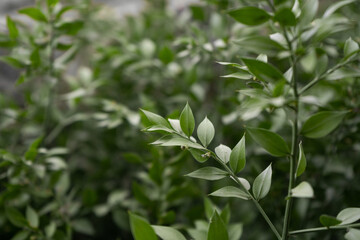 Green leaves, natural background, green wild leaves in park