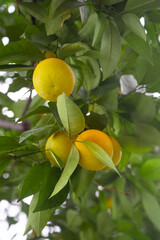 Closeup of ripe mandarins on tree