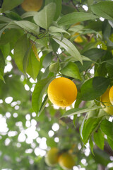 Closeup of ripe mandarins on tree