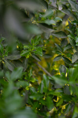 Green leaves, natural background, green wild leaves in park