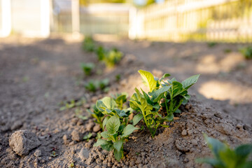 Seedlings growing up from fertile soil in the farmer's garden, morning sun shines. Ecology and...