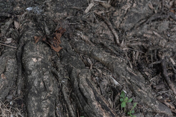 Fototapeta na wymiar Tree roots, leaves background, nature pattern background, Natural background and wallpaper