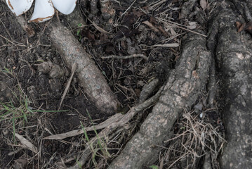 Obraz premium Tree roots, leaves background, nature pattern background, Natural background and wallpaper