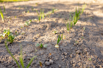 Seedlings growing up from fertile soil in the farmer's garden, morning sun shines. Ecology and ecological balance, farming and planting. Agricultural scene with sprouts in earth, close up. Soft focus.