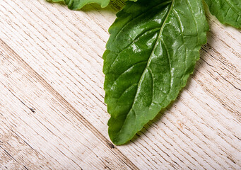 basil Asian street food leaves isolated.on wooden floor background with clipping path.