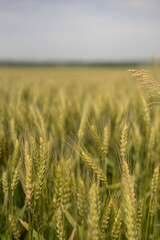 Wheat field against a blue sky