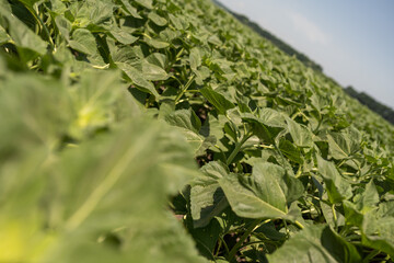  field against a blue sky