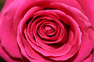 Top view of a red rose. Macro. Russia.