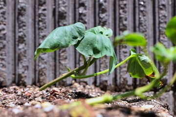 元気に育っているサツマイモの苗