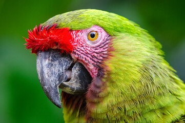 Military Macaw (Ara militaris). Beautiful portrait of a green macaw with a smiling face