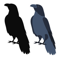 bird, raven flat design, isolated, vector