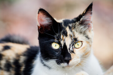 Cat with two colored face. Half and half