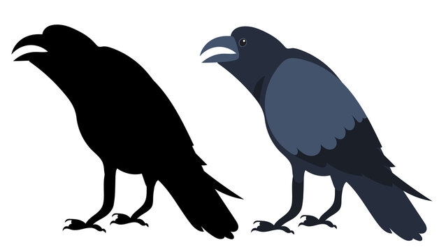 bird, raven flat design, isolated