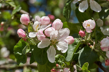 Obraz na płótnie Canvas Apple flowers on a blue sky background. Apple tree blossoms in the garden.