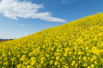 目に映える春の菜の花畑