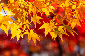 日本のお寺の秋