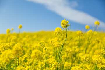 Obraz premium 青空と菜の花畑